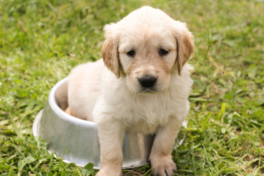 Chiot Golden Retriever alimentation bretagne