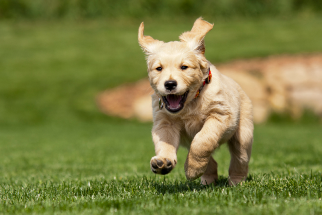 Chiot Golden Retriever en plein exercice Bretagne