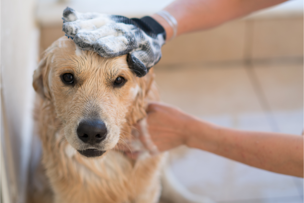 Chiot Golden Retriever entretien brossage bain bretagne