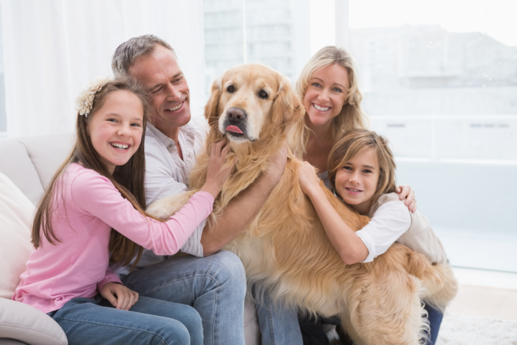 Golden Retriever en famille Bretagne