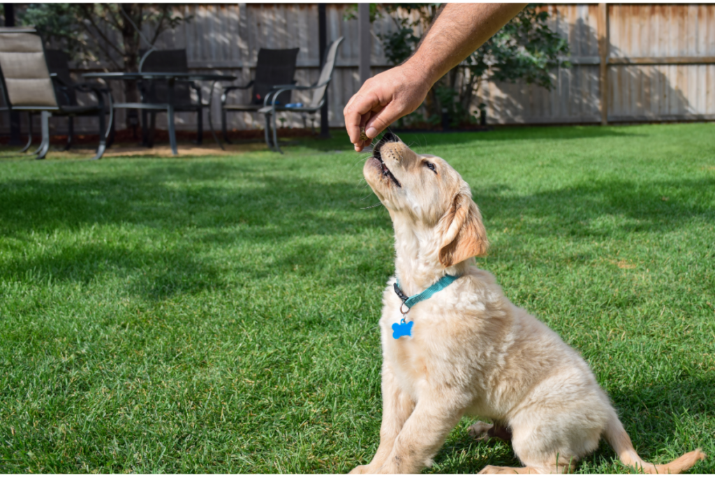 chiot Golden Retriever education bretagne