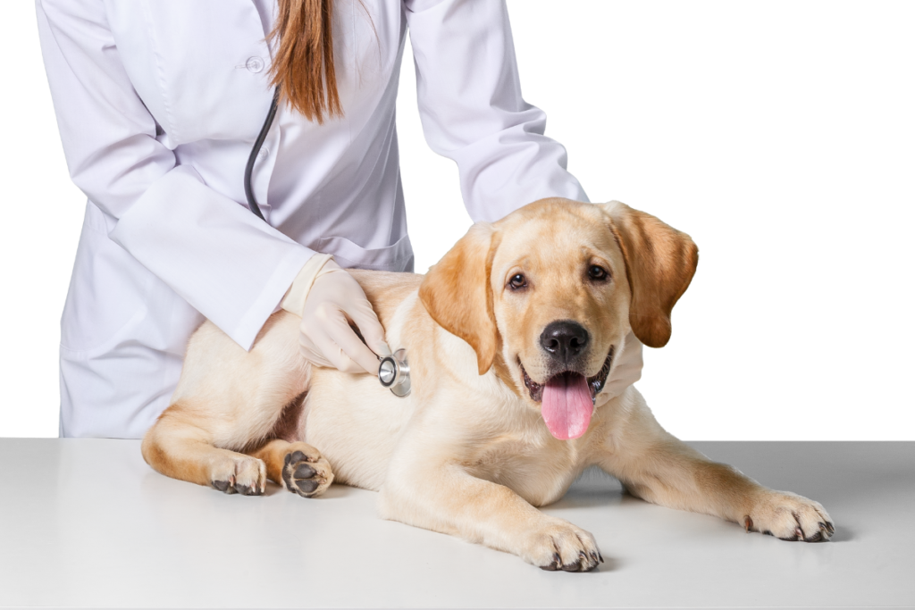 santé chiot golden retriever Bretagne